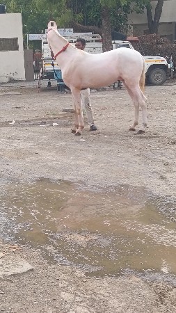 વશેરો