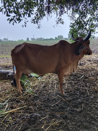 દોવામાં સાવ સોજીને બીજું વેતર