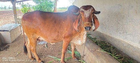 ગીર ગાય
