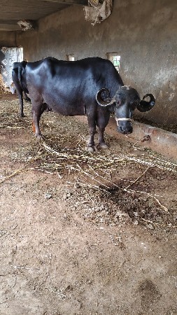 ભેંસ વેચવાની છે