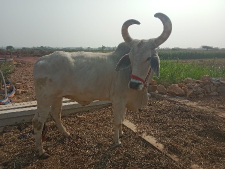સીગલબળદવેસવાનોસે