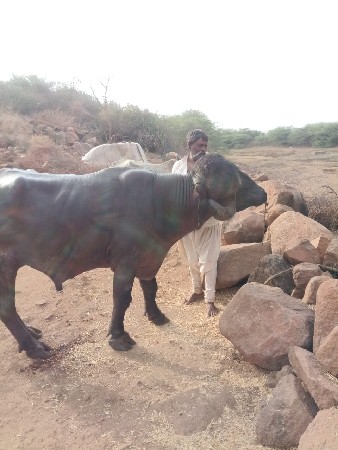 પાઙો વેચવાનો છે