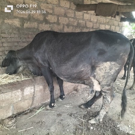આ ત્રણ ગાય વેચવાની છે