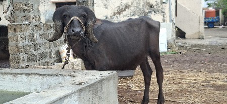 પાડો વેચવાનો છે