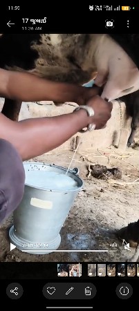 7 થી 8 l દૂધ હાજરમાં
