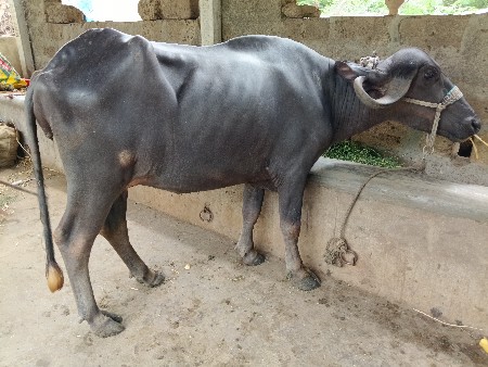 ખળેલી વેચવાની છે