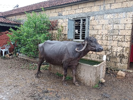 ભેંસ વેચવાની છે