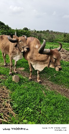 બળદ વેચવાના છે