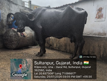 જાફરાબાદી ભેંસ ત્રીજું વેતર
