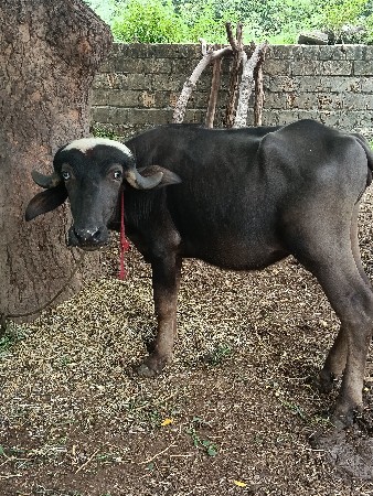 2વરાહનીયુ