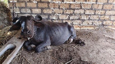 ભેંસ વેચવાની છે
