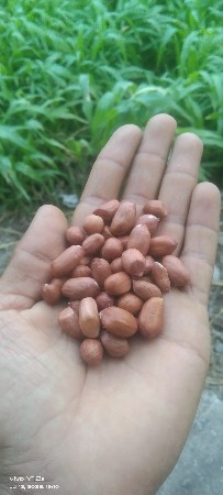 41 બિયારણ વેચવા નું છે