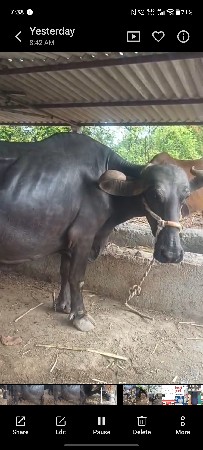 ભેંસ વેચવાની છે