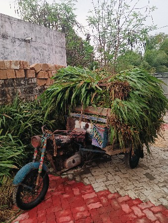 લીલી જુવારની સાર
