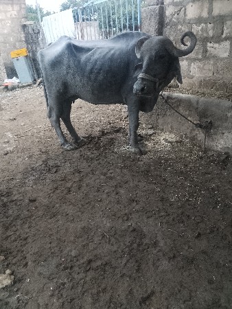 ભેંસ વેસવી