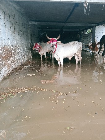 ગોઢલા વેચવાના છે