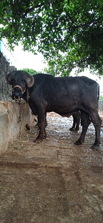 પાડો વેચવાનો છે