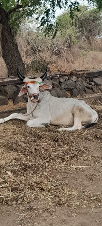 ગોઢલો વેચવાનો છૅ..