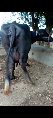bhes vechvani che