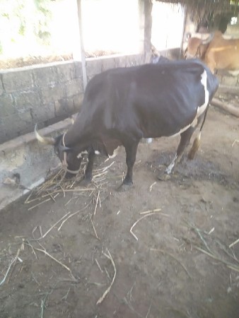 ગાય વેચવાની છે