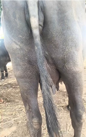 ૨૦ દીવસ ની કાચી