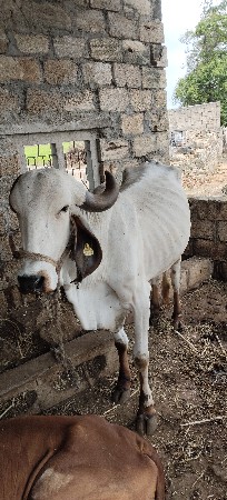 હોળકી વેસવાની સે