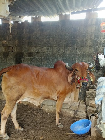 ગાય વેચવાની છે