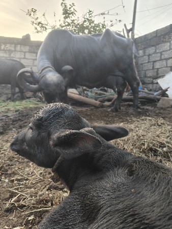 જાફરી મોટી ભેંસ વ્યાલ