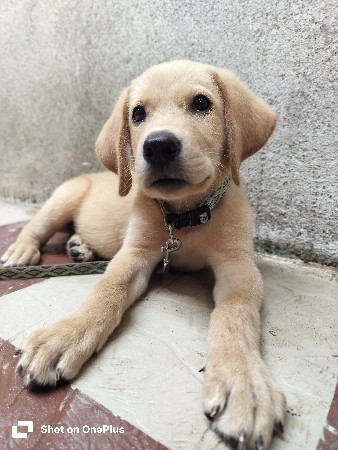 This Labrador is for sale.