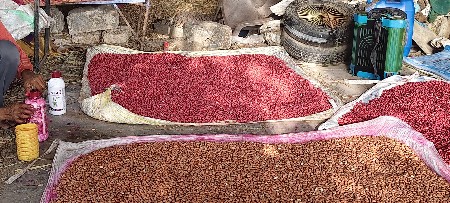 મગફળી