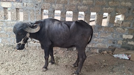 ભેસ