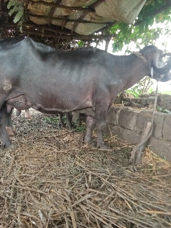 આ ભેંસ વેચવાની છે