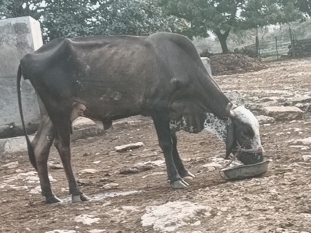 ગાય વેચવાની છે