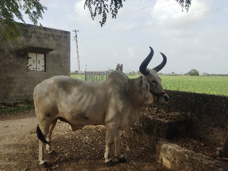 બળદ વેચવાના છે