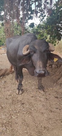 ભેંસ વેચવાની છે