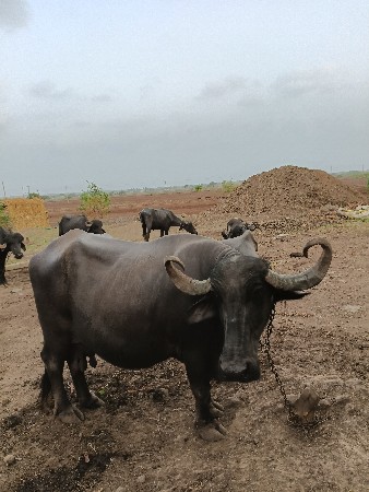 વેચવાની છે