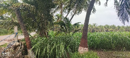 રોડ ટચ જવાર નો ચારો વેચવાનો છે