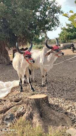 ઘોધલા વેચવા નાં છે