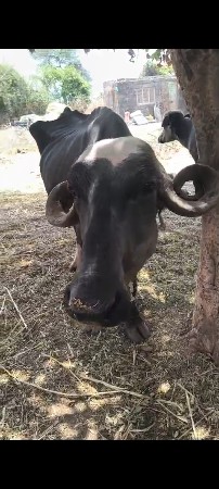 પેલું વેતર વેશવાની