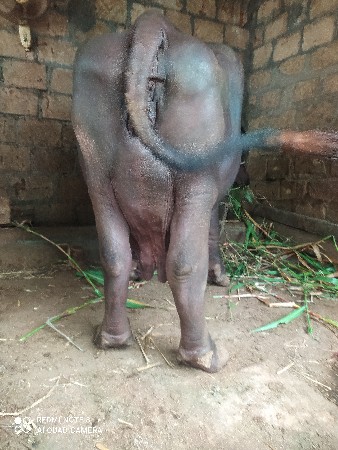 ભેંસ વેચવાની છે