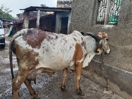 ઓરિજિનલ કાબરી ગીર ગાય.......