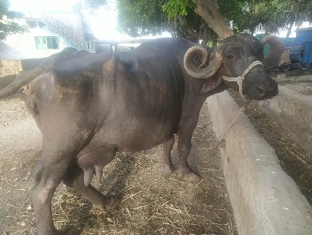 ભેંસ વેચવાની કોલીખડા પોરબંદર