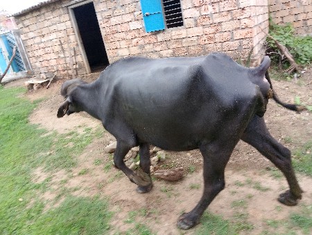 વેચવાનીછે