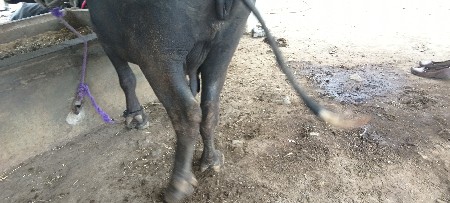 ભેંસ વેચવાની છે