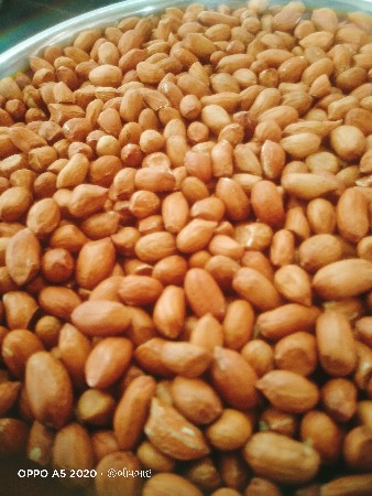 જીવીસ નું બીયારણ બેસવાનું છે