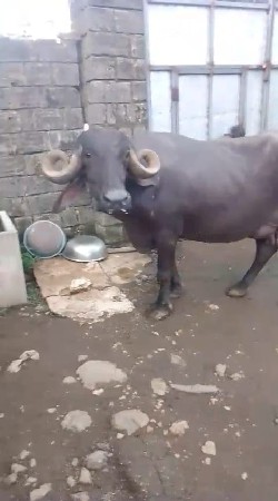 આ ભેંસ વેચવાની છે