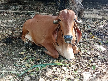ગાય