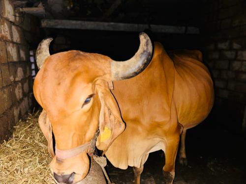 ગાય વેચવાની છે
બીજા વેતરમા છે