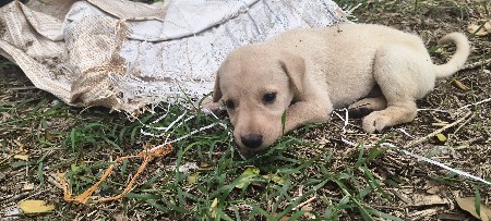 Labrador Mix)
Labrador Mix)
આ