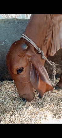 હોડકી દોઢ વર્ષની વેચવાની છે